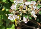 BLACKBERRY BLOOMS 